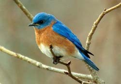 Bluebird