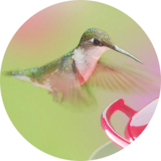 Hmmingbird